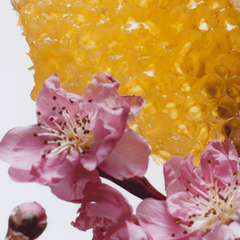 Nectarine Blossom & Honey Body & Hand Wash