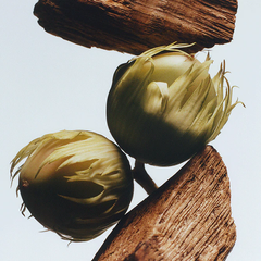 English Oak & Hazelnut Hand Cream
