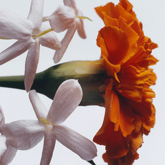 Jasmine Sambac & Marigold Scented Candle