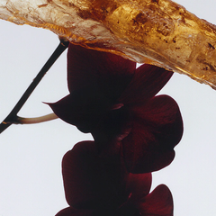 Scarlet Poppy Cologne Intense