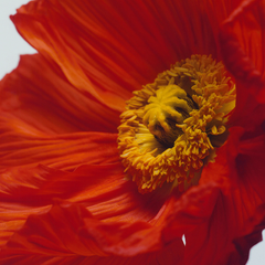 Scarlet Poppy Cologne Intense