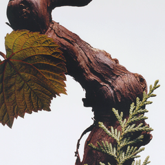 Cypress & Grapevine Body & Hand Wash