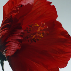 Scarlet Poppy Cologne Intense