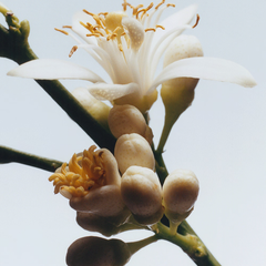 Orange Blossom Cologne