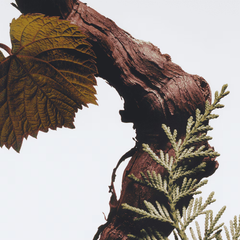 Cypress & Grapevine Cologne and Body & Hand Wash Men's Set