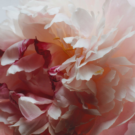 Peony & Blush Suede Diffuser Oil Refill