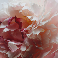 Peony & Blush Suede Diffuser Oil Refill