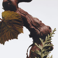 Cypress & Grapevine Scented Candle