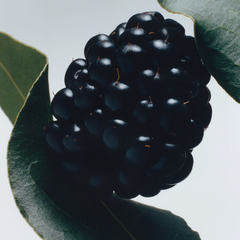 Blackberry & Bay Body & Hand Lotion