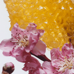 Nectarine Blossom & Honey Body & Hand Lotion