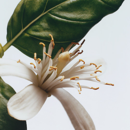 Basil & Neroli Cologne