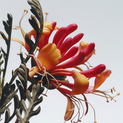 Honeysuckle & Davana Cologne