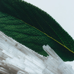 Wood Sage & Sea Salt Cologne Duo & Shower Gel