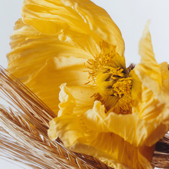 Poppy & Barley Cologne