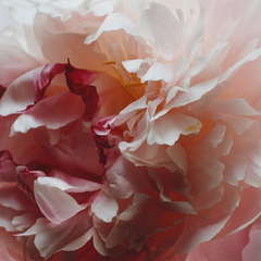 Peony & Blush Suede Body Crème