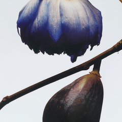 Fig & Lotus Flower Cologne