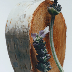 Silver Birch & Lavender Cologne