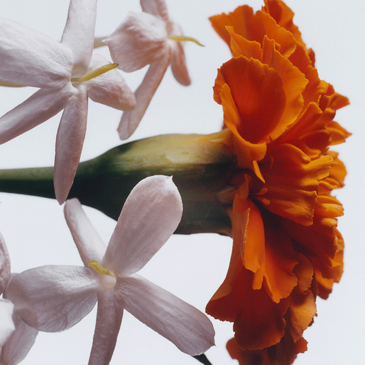 Jasmine Sambac & Marigold Cologne Intense