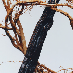 Vetiver & Golden Vanilla Cologne Intense