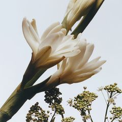 Tuberose Angelica Cologne Intense