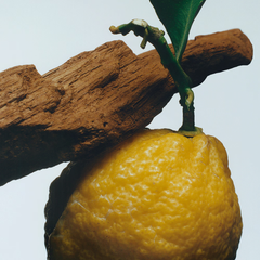 Oud & Bergamot Body & Hand Wash